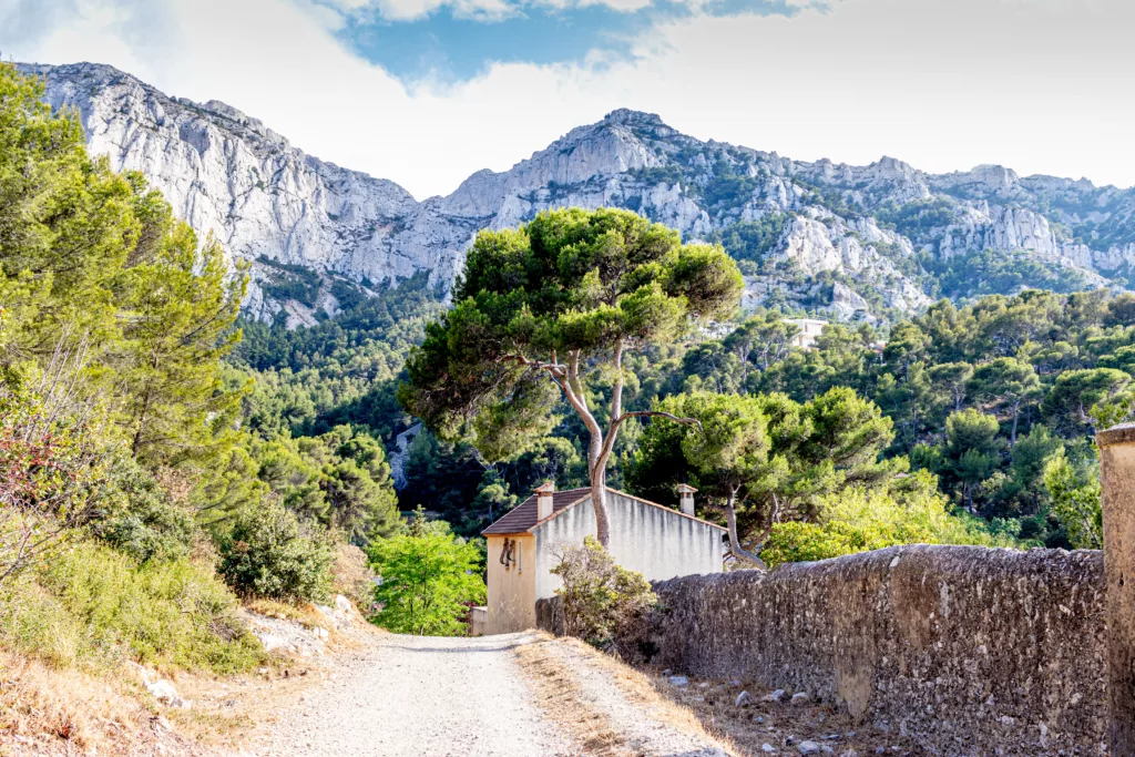 Forest Walkway In Mountains